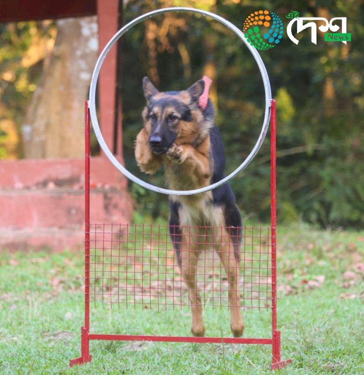 কাজিৰঙা ৰাষ্ট্ৰীয় উদ্যানত বন্যপ্ৰাণী অপৰাধ আৰু চোৰাংচিকাৰ ৰোধত নিয়োজিত স্নীফাৰ কুকুৰ আৰু পৰিচালকৰ বিশেষ কৰ্মশালা :