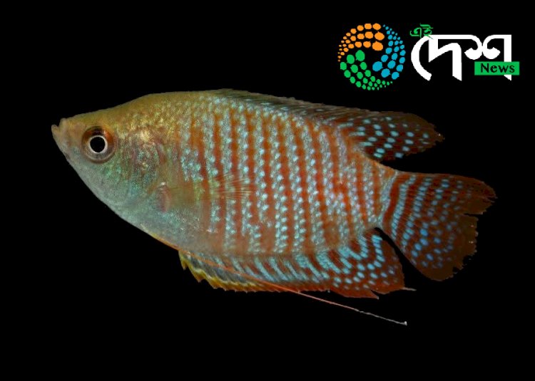 কাজিৰঙা ৰাষ্ট্ৰীয় উদ্যানত থকা মাছ, ভেকুলী আৰু সৰীসৃপৰ ওপৰত কৰা সমীক্ষাৰ  প্ৰতিবেদন প্ৰকাশ :