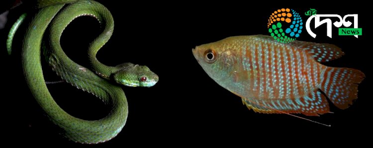 কাজিৰঙা ৰাষ্ট্ৰীয় উদ্যানত থকা মাছ, ভেকুলী আৰু সৰীসৃপৰ ওপৰত কৰা সমীক্ষাৰ  প্ৰতিবেদন প্ৰকাশ :