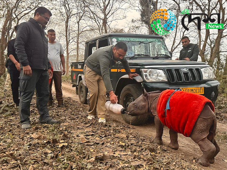 কাজিৰঙাৰ বুঢ়াপাহাৰ বনাঞ্চলত মাতৃহাৰা গঁড় পোৱালী উদ্ধাৰ : বন্যপ্ৰাণী পুনৰ সংস্থাপন আৰু সংৰক্ষণ কেন্দ্ৰলৈ প্ৰেৰণ :
