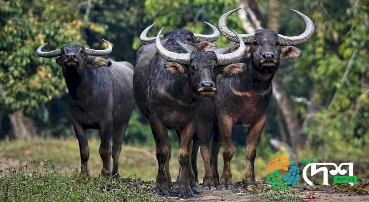 কাজিৰঙাৰ ৰাষ্ট্ৰীয় উদ্যানৰ পৰা মধ্যপ্ৰদেশৰ কানাহ ব্যাঘ্ৰ সংৰক্ষিত বনাঞ্চললৈ বনৰীয়া  ম'হ স্থানান্তৰণৰ প্ৰস্তুতি :