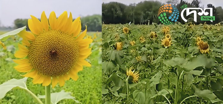 কাজিৰঙাৰ পৰ্যটকৰ আকৰ্ষণৰ কেন্দ্ৰ হৈ উঠিছে অগৰাতলিৰ সুৰ্যমুখী ফুলৰ বাগিছা :