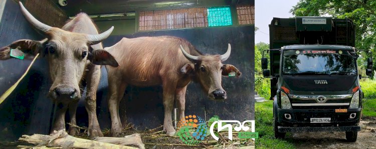 Second Batch of Wild Buffaloes Sent from Kaziranga’s Agoratoli Range to Kanha Tiger Reserve, Madhya Pradesh – Total of 8 Translocated So Far.