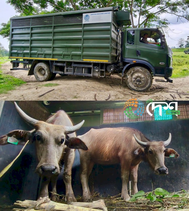 Second Batch of Wild Buffaloes Sent from Kaziranga’s Agoratoli Range to Kanha Tiger Reserve, Madhya Pradesh – Total of 8 Translocated So Far.