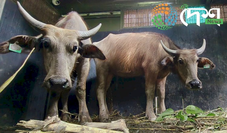 Second Batch of Wild Buffaloes Sent from Kaziranga’s Agoratoli Range to Kanha Tiger Reserve, Madhya Pradesh – Total of 8 Translocated So Far.